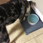 Gray Hoki Found waterproof silicone pet feeding mat with raised edges, suitable for dog and cat food bowls.